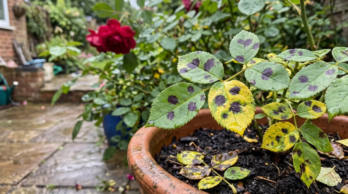 Patio rose leaves with dark black spot blotches and yellowing, with fallen spotted leaves on the compost