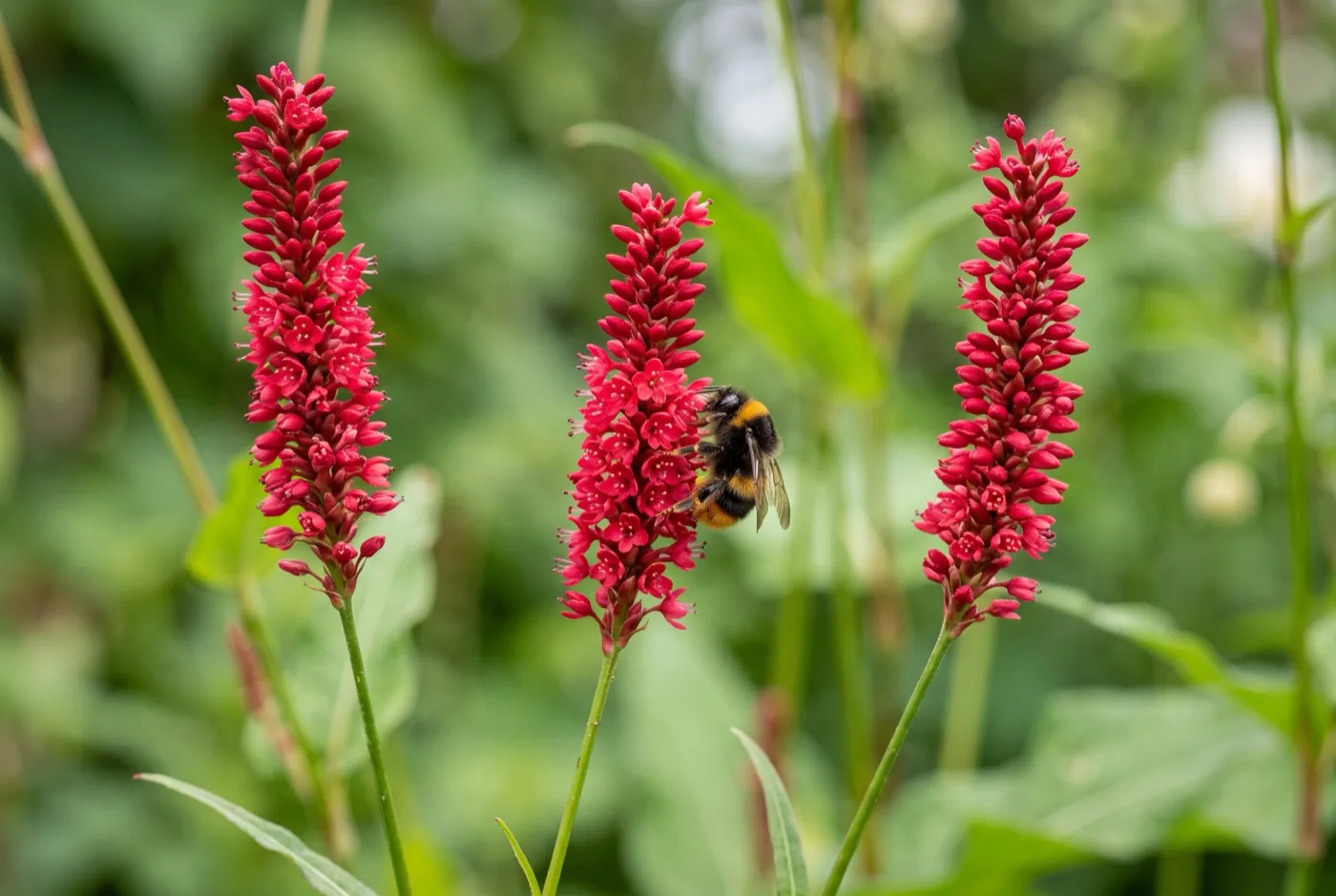 Close-up of crimson Persicaria amplexicaulis Firetail bottlebrush flower spikes with a bumblebee feeding