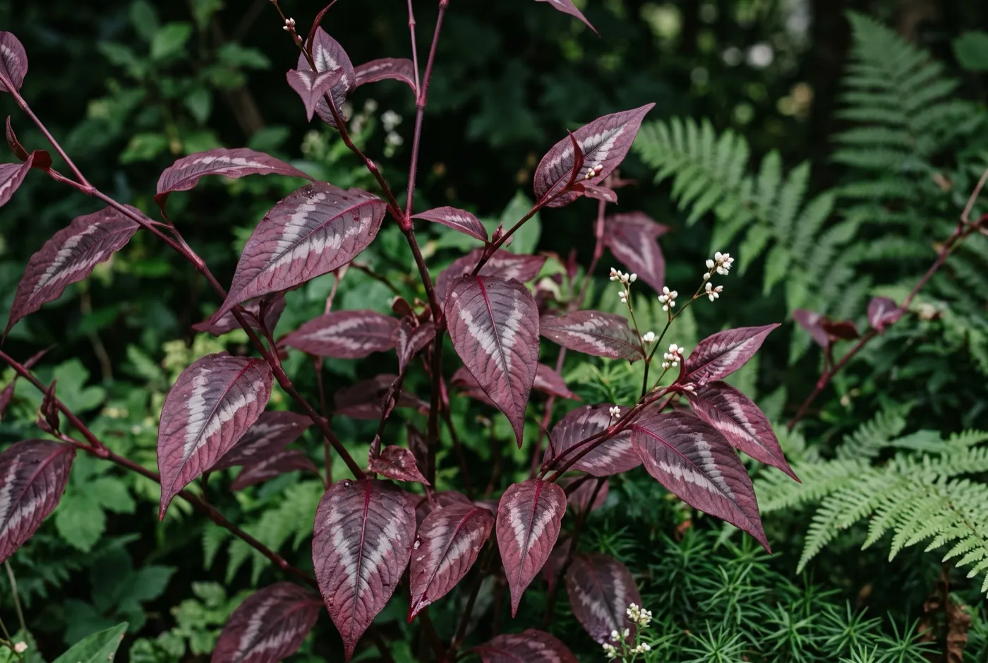 Persicaria Red Dragon purple foliage with silver chevron markings in a part-shaded UK border