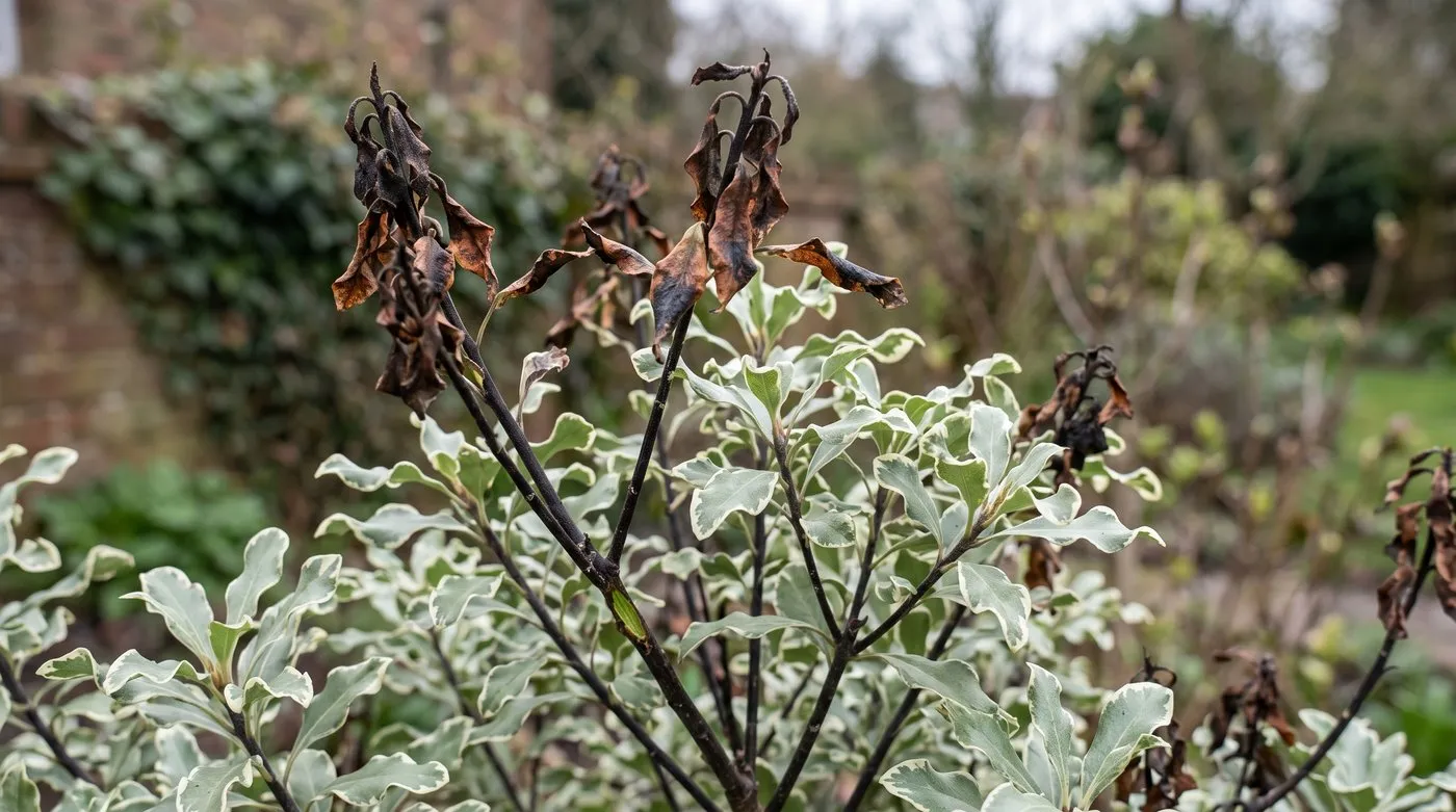 Frost-browned tips on a variegated pittosporum with healthy cream-edged leaves below