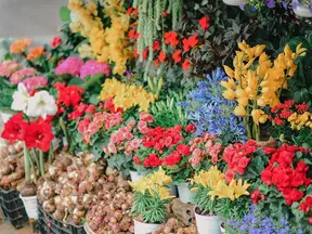 Stalls of flowering plants for sale at a plant fair