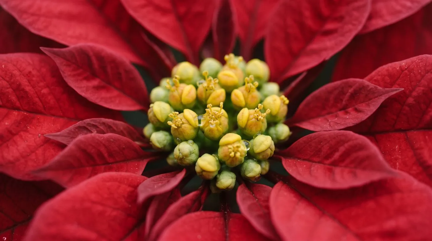 Close-up of the small yellow-green flower buds in the centre of red poinsettia bracts