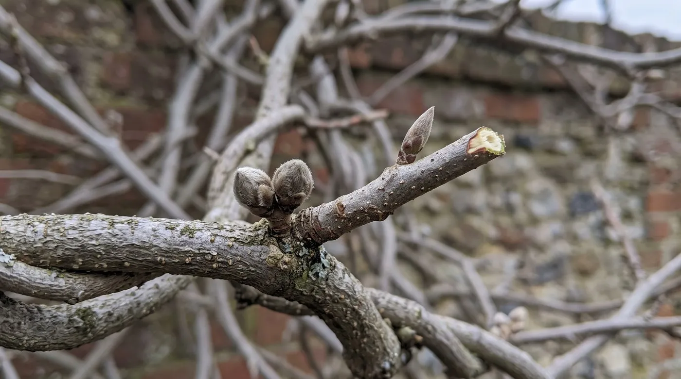 A wisteria spur cut back to two or three buds in winter, with fat round flower buds at its base