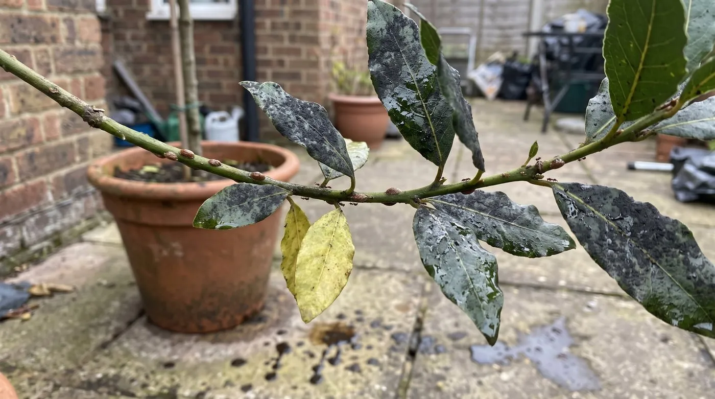 Bay tree with black sooty mould and sticky honeydew on its leaves from a scale insect attack