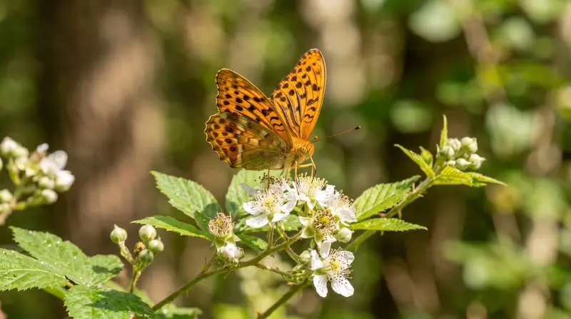 A Silver-washed Fritillary butterfly feeding on bramble blossom at a sunlit woodland edge in southern England