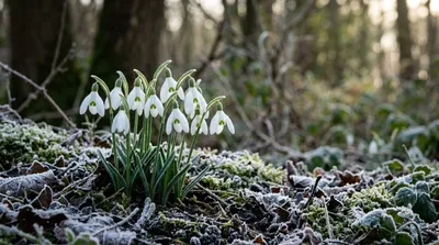 Snowdrop (Galanthus nivalis)