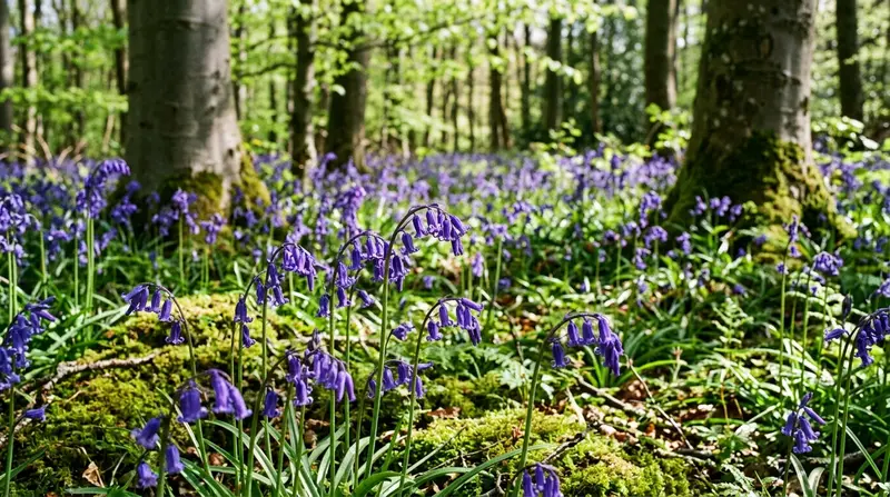 British native bluebells Hyacinthoides non-scripta in deep violet arching nodding flowers in a beech woodland in late April