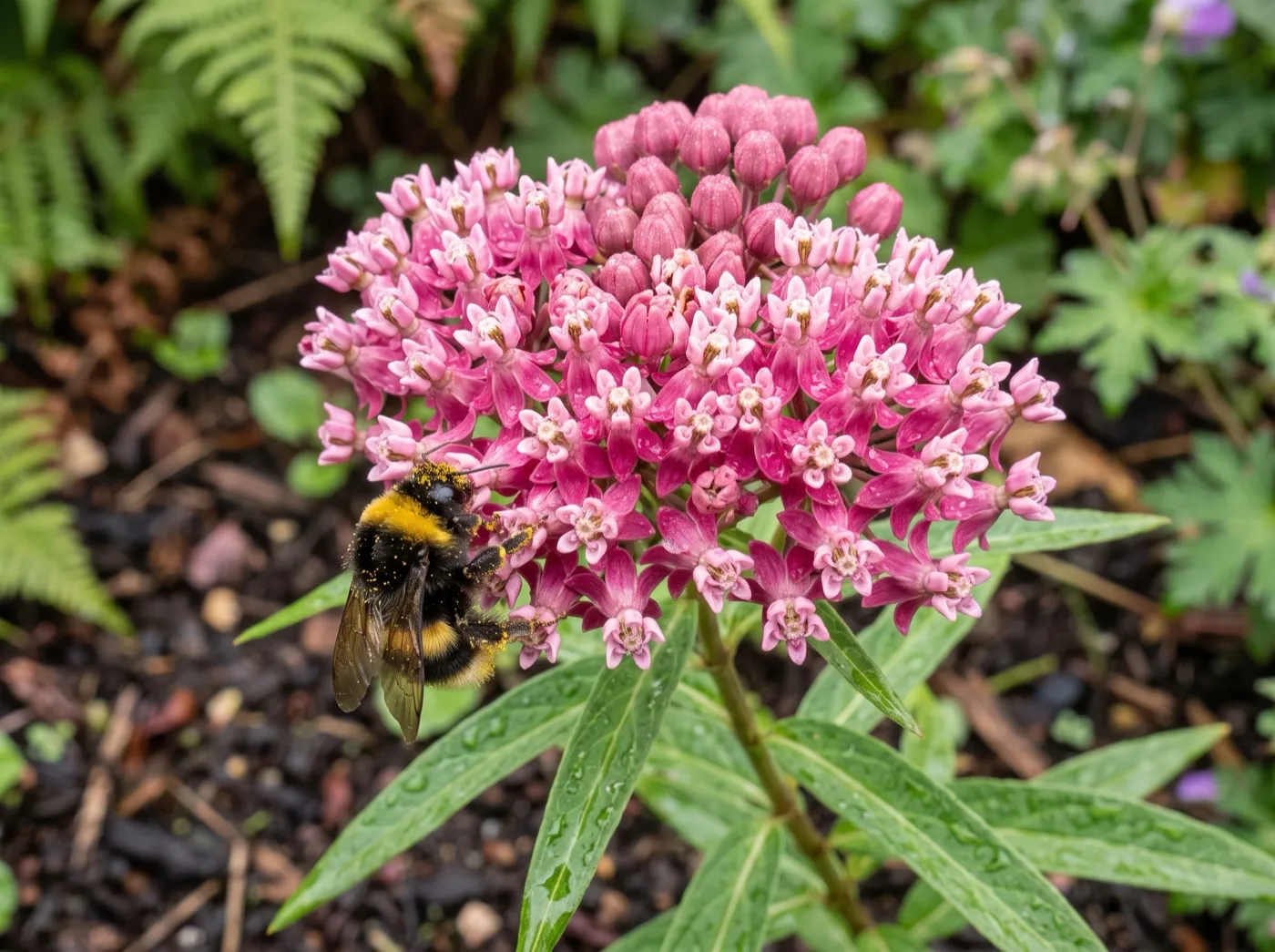 Close-up of pink Asclepias incarnata swamp milkweed umbels with a bumblebee feeding, in a damp UK border