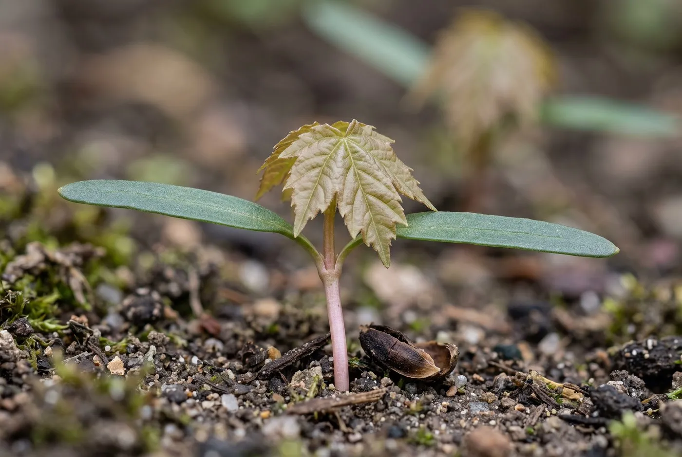 Sycamore seedling with two strap cotyledons and a first five-lobed palmate leaf emerging from garden soil