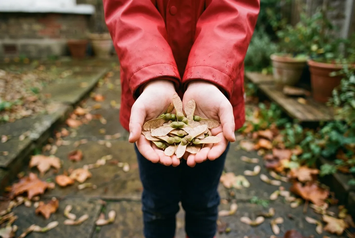 Child's cupped hands holding paired sycamore samaras, the winged helicopter seeds, on a paved path in autumn