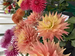 Vibrant pink, peach, and yellow dahlias on display at Taunton Flower Show