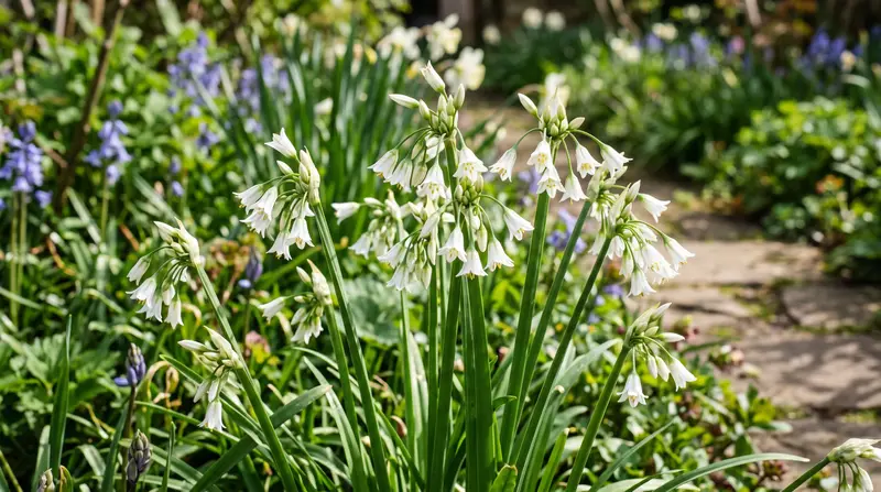 A UK garden border in April showing white drooping bell flowers of three-cornered garlic (Allium triquetrum) with the