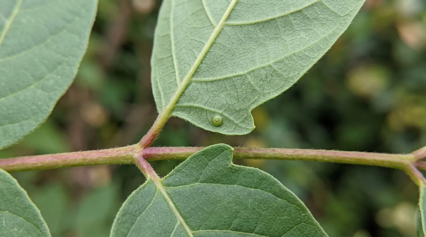 Close-up of a Tree of Heaven leaf showing the basal gland teeth that identify Ailanthus altissima