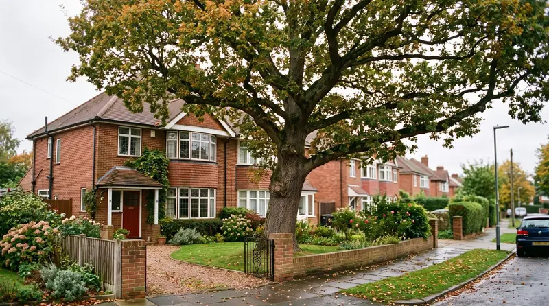 Large protected oak tree with a Tree Preservation Order in the front garden of a UK suburban semi-detached house