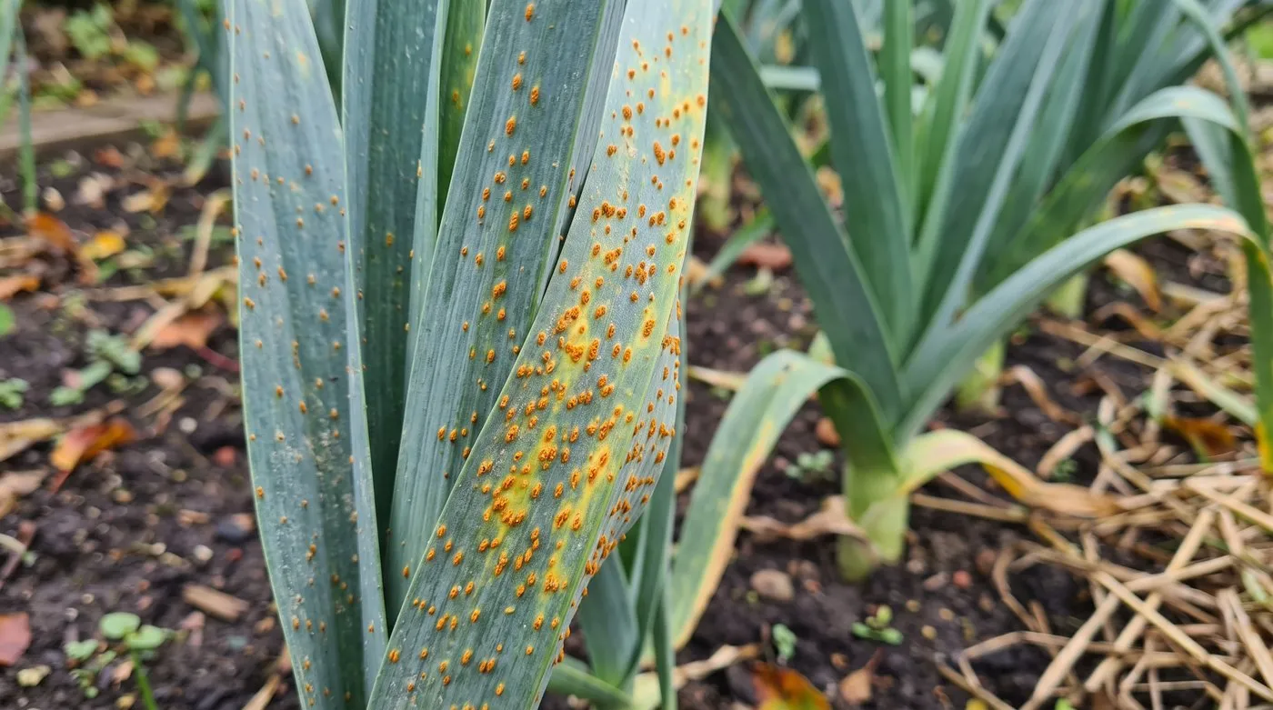 Leek rust shown as raised orange pustules on the outer leaves of an allotment leek