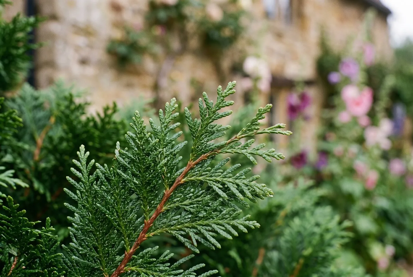 Close-up of western red cedar foliage showing flat glossy green scale-leaf sprays in a Midlands cottage border