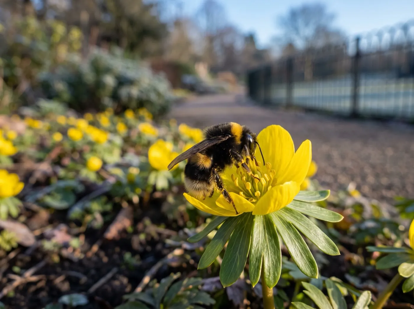 Winter aconite flowering in a city park border with an early bumblebee feeding at a yellow flower