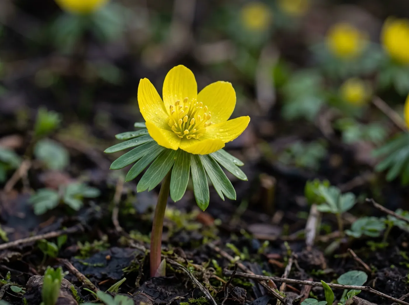 Close-up of a winter aconite flower, a bright yellow buttercup-like cup set in a green ruff of leaves