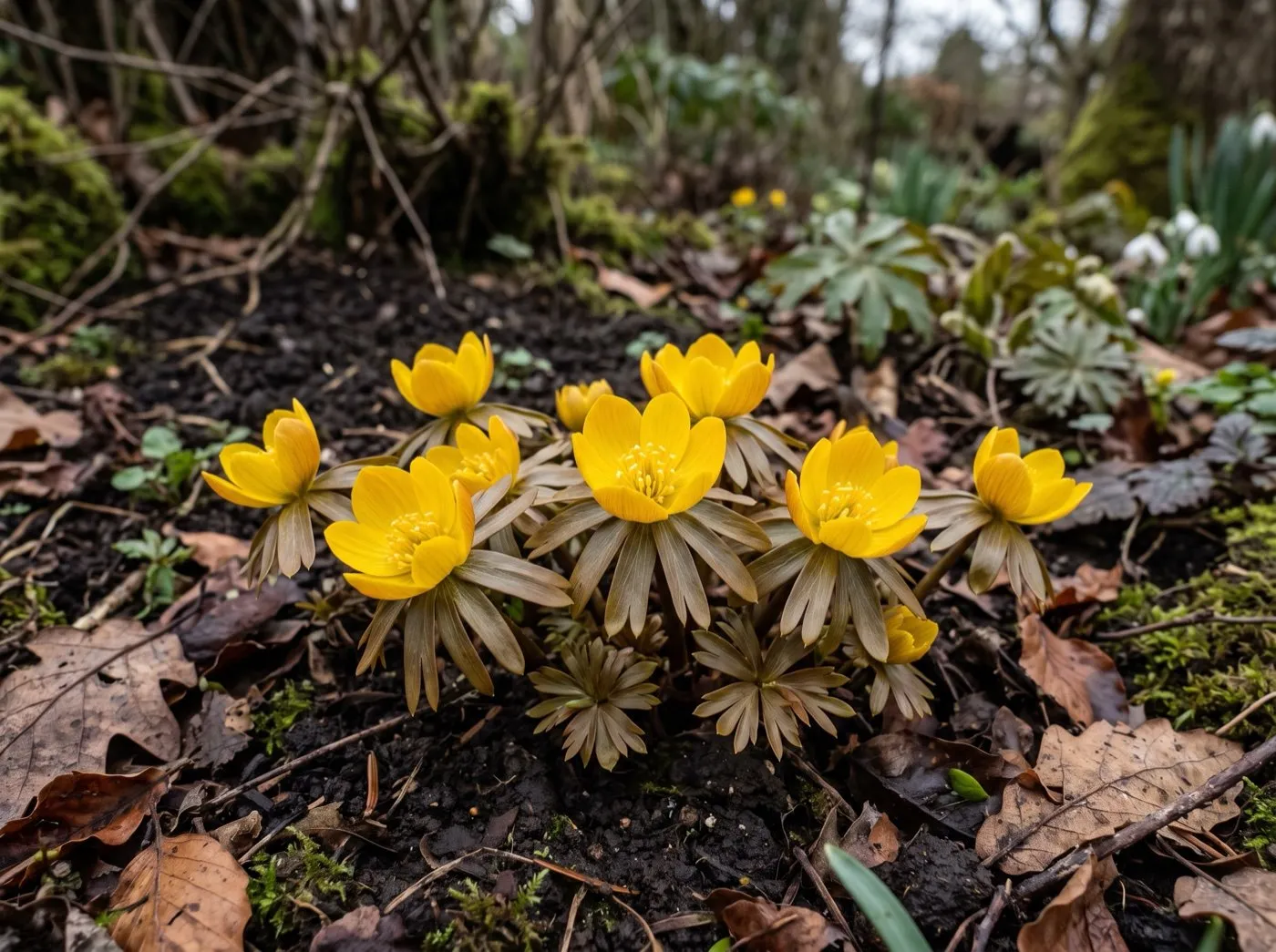 Winter aconite 'Guinea Gold' with deep golden flowers and bronze-tinted young foliage in a shady border