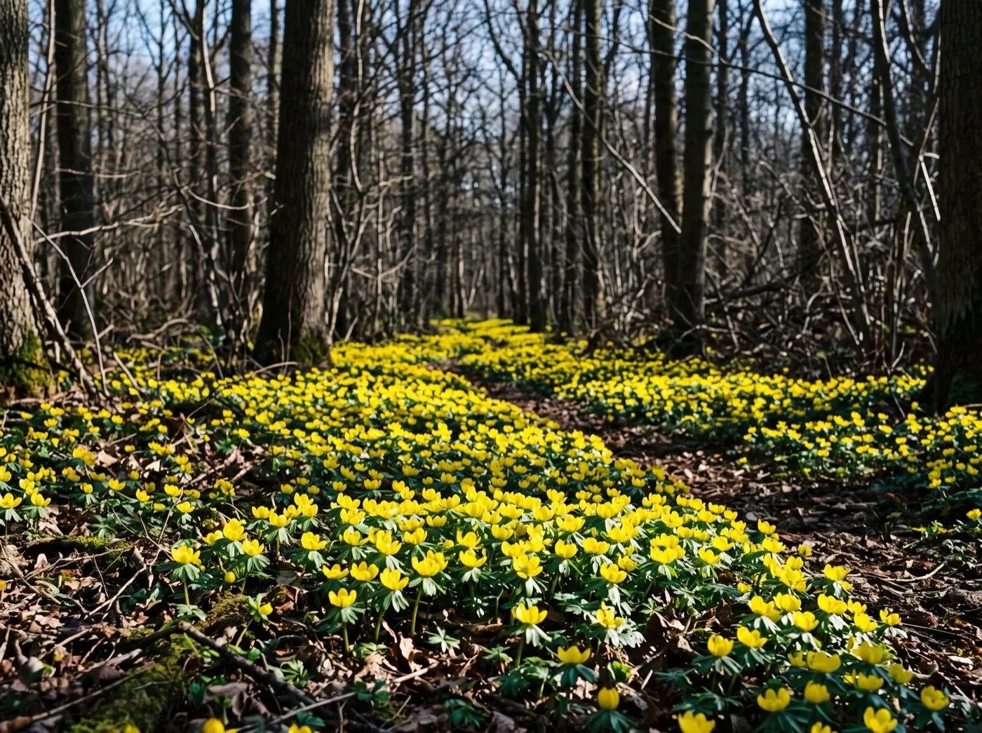 Winter aconite naturalised in a wide yellow carpet along a woodland edge with bare trees behind