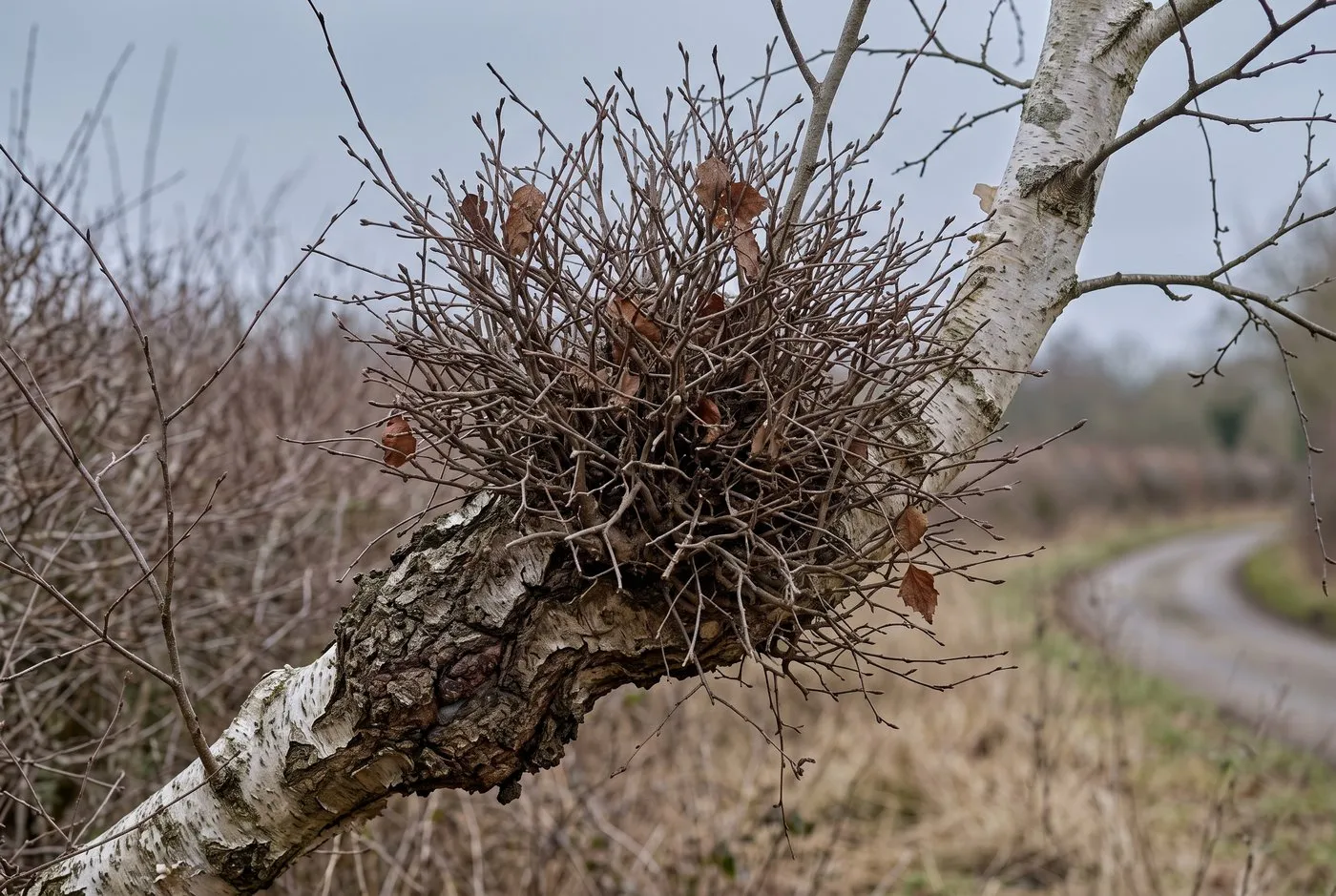 Close-up of a witches' broom in birch, a dense tangle of bare congested twigs on a swollen branch base in winter