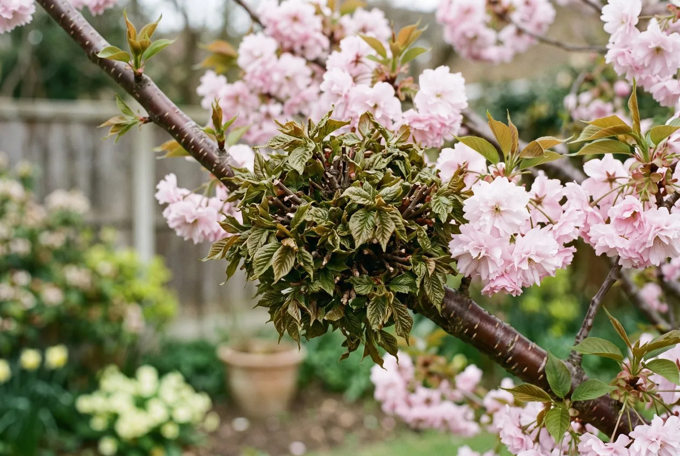 A witches' broom on a flowering cherry branch in spring, small distorted leaves flushing ahead of the healthy blossom