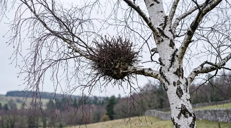 Witches' broom in a silver birch, a dense twiggy mass like a bird's nest high in the bare winter crown of a UK tree