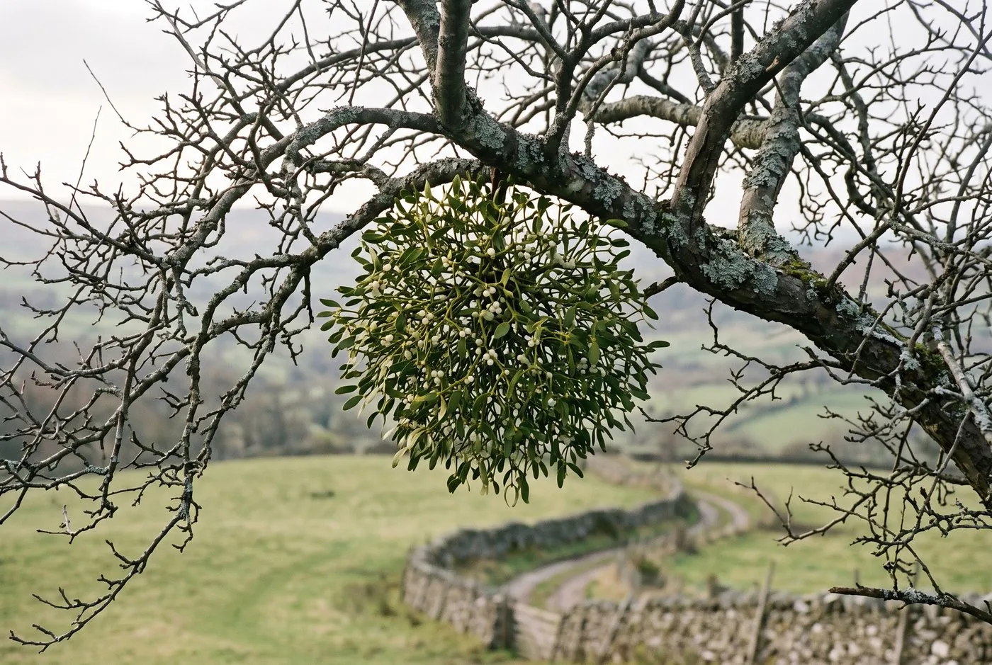A ball of mistletoe with evergreen leaves and white berries in a bare tree, the classic witches' broom lookalike