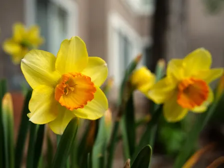 Bright yellow daffodils representing the start of the spring flower show season